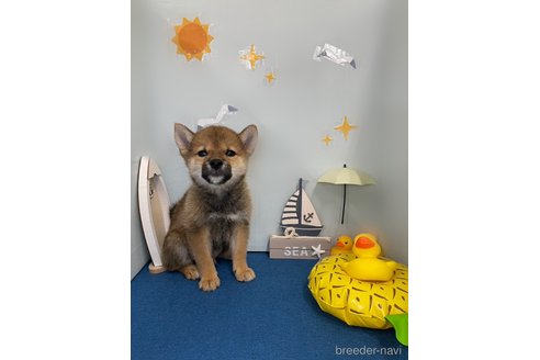 成約済の北海道の柴犬-253326の8枚目